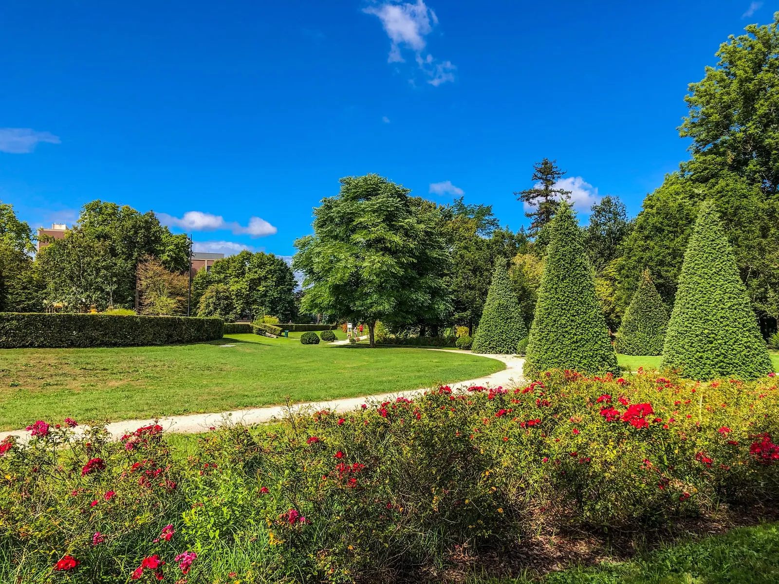 Une pelouse du parc bordée d'un massif de rosiers rouges et d'ifs taillés en cônes, sous un ciel d'été très bleu.